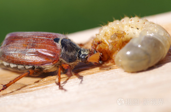 蠐螬養(yǎng)殖